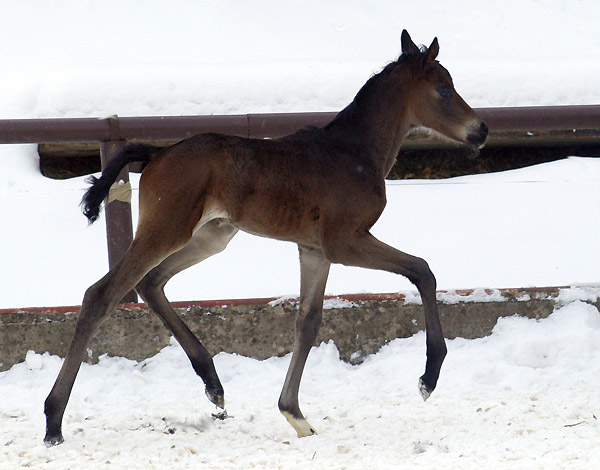 4 day old: Takehner Filly by Insterburg out of Pr.u. StPrSt. Karena by Freudenfest, Gestt Hmelschenburg - Beate Langels