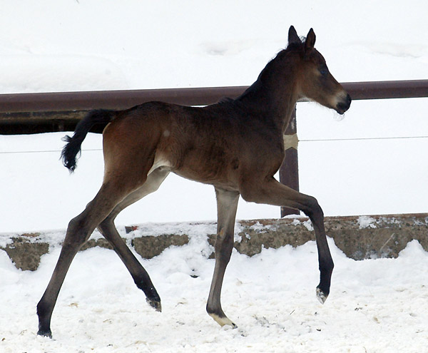 4 day old: Takehner Filly by Insterburg out of Pr.u. StPrSt. Karena by Freudenfest, Gestt Hmelschenburg - Beate Langels