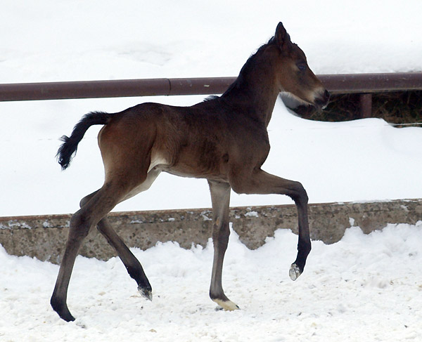 4 day old: Takehner Filly by Insterburg out of Pr.u. StPrSt. Karena by Freudenfest, Gestt Hmelschenburg - Beate Langels