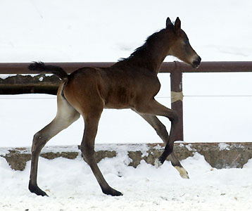 4 day old: Takehner Filly by Insterburg out of Pr.u. StPrSt. Karena by Freudenfest, Gestt Hmelschenburg - Beate Langels