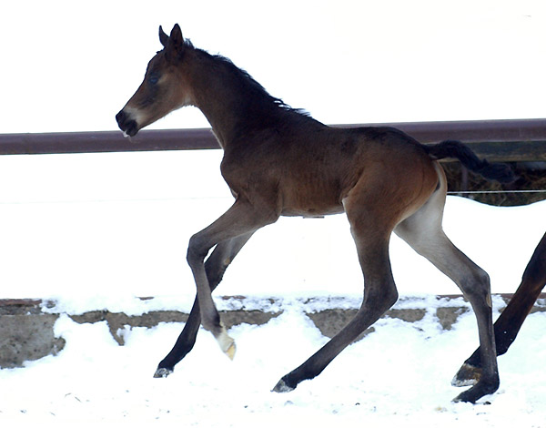 4 day old: Takehner Filly by Insterburg out of Pr.u. StPrSt. Karena by Freudenfest, Gestt Hmelschenburg - Beate Langels