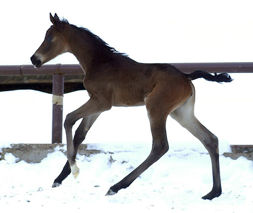 4 day old: Takehner Filly by Insterburg out of Pr.u. StPrSt. Karena by Freudenfest, Gestt Hmelschenburg - Beate Langels