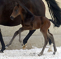 1 Tag alt: Hengstfohlen von Summertime u.d. Beloved v. Kostolany