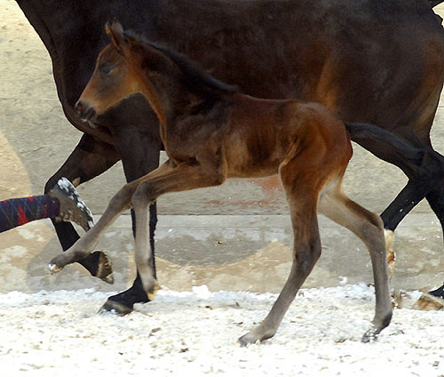 1 day old: Oldenburger Colt by Summertime out of Beloved by Kostolany, Gestt Hmelschenburg