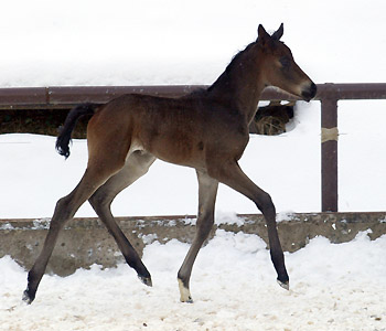 4 day old: Takehner Filly by Insterburg out of Pr.u. StPrSt. Karena by Freudenfest, Gestt Hmelschenburg - Beate Langels