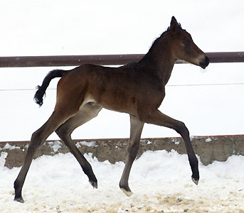 4 day old: Takehner Filly by Insterburg out of Pr.u. StPrSt. Karena by Freudenfest, Gestt Hmelschenburg - Beate Langels