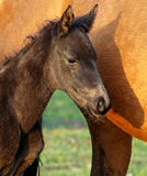 Stutfohlen von Oliver Twist u.d. Schwalbenfee v. Freudenfest - Foto: Beate Langels