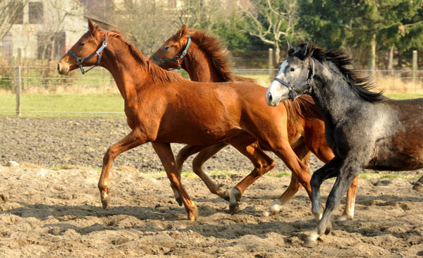 One year old Trakehner colt TUDOR by Iskander - Foto: Beate Langels - Trakehner Gestt Hmelschenburg