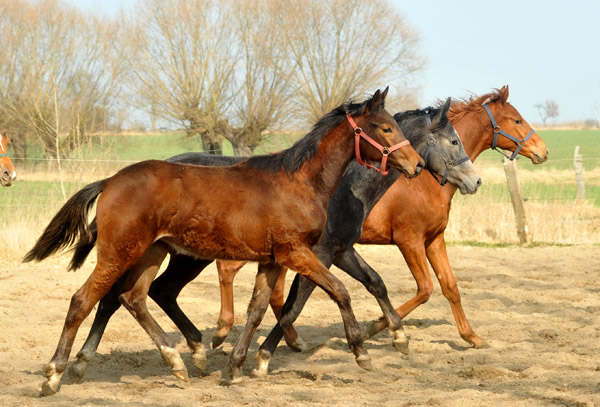 Jhrlingshengste - vorn Turbo Fritze v. Friedensfrst, Mitte: Hengst v. Saint Cyr u.d. Teatime - hinten: Tudor v. Iskander - Foto: Beate Langels - Trakehner Gestt Hmelschenburg