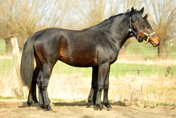 Zweijhrige Hengste, vorn: Hengst von Summertime u.d. Beloved v. Kostolany - Foto: Beate Langels - Trakehner Gestt Hmelschenburg