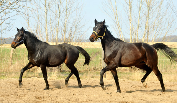 left: two year old Colt by  Summertime out of Beloved by Kostolany, right: Colt by Songline x Kostolany  - Foto: Beate Langels - Trakehner Gestt Hmelschenburg