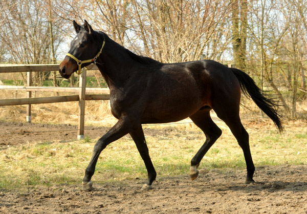 2jhriger Hengst v. Songline u.d. Partin v. Kostolany - Foto: Beate Langels - Trakehner Gestt Hmelschenburg