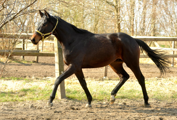 2year old colt by Songline out of Partin by Kostolany  - Foto: Beate Langels - Trakehner Gestt Hmelschenburg