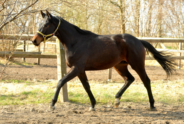 2jhriger Hengst v. Songline u.d. Partin v. Kostolany  - Foto: Beate Langels - Trakehner Gestt Hmelschenburg