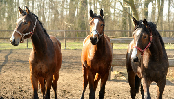 Zweijhrige Hengste - v.l.n.re: Summertime x Glorielou, Summertime x Klassic und Freudenfest x Grace Note - Foto: Beate Langels - Trakehner Gestt Hmelschenburg