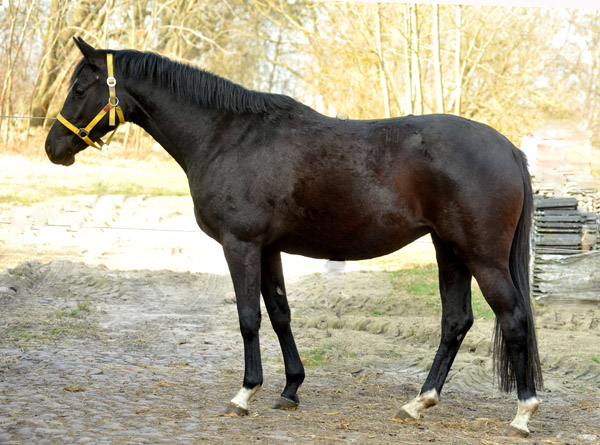 Schwalbensiegel von Kostolany u.d. Pr.,StPr. u. Elitestute Schwalbenspiel v. Exclusiv - Foto: Beate Langels - Trakehner Gestt Hmelschenburg