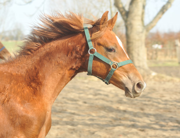 One year old Trakehner colt by Syriano x Uckermrker - Foto: Beate Langels - Trakehner Gestt Hmelschenburg