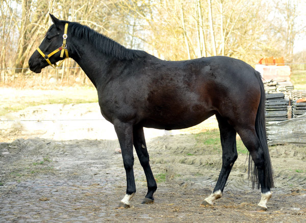 Schwalbensiegel von Kostolany u.d. Pr.,StPr. u. Elitestute Schwalbenspiel v. Exclusiv - Foto: Beate Langels - Trakehner Gestt Hmelschenburg