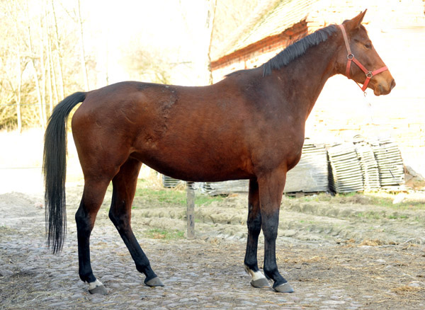 Oldenburger Stute BERESINA von Summertime u.d. Beloved v. Kostolany - Foto: Beate Langels - Trakehner Gestt Hmelschenburg