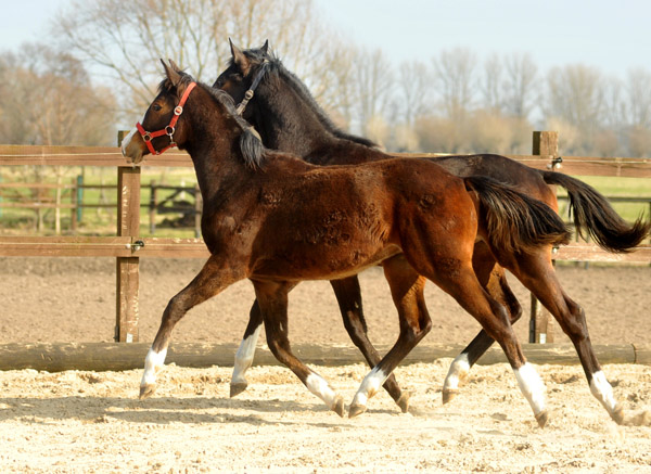 Jhrlingsstute von Saint Cyr u.d. Pr.u.StPrSt. Grace Note v. Alter Fritz - Foto: Beate Langels - Trakehner Gestt Hmelschenburg