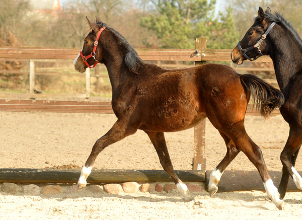 Jhrlingsstute von Saint Cyr u.d. Pr.u.StPrSt. Grace Note v. Alter Fritz - Foto: Beate Langels - Trakehner Gestt Hmelschenburg