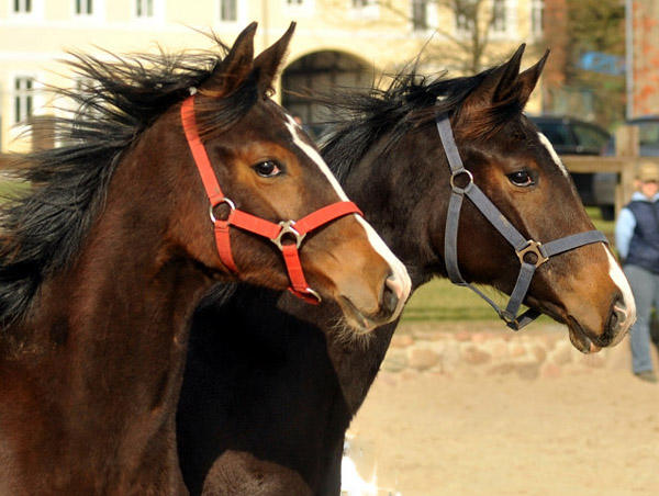 Jhrlingsstuten: li. Saint Cyr x Freudenfest, rechts: Saint Cyr x Alter Fritz  - Foto: Beate Langels - Trakehner Gestt Hmelschenburg