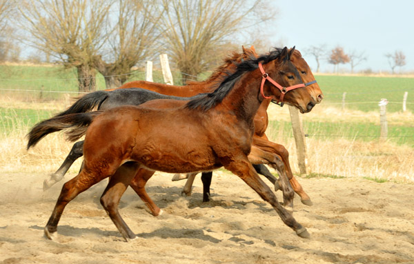 One year old Trakehner colt Turbo Fritze by Friedensfrst - Foto: Beate Langels - Trakehner Gestt Hmelschenburg