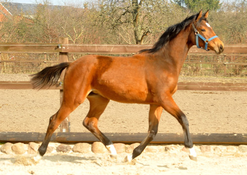 Jhrlingsstute von Syriano u.d. PrSt. Gracia Patrizia v. Alter Fritz - Foto: Beate Langels - Trakehner Gestt Hmelschenburg