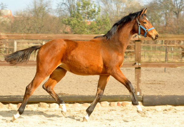 Jhrlingsstute von Syriano u.d. PrSt. Gracia Patrizia v. Alter Fritz - Foto: Beate Langels - Trakehner Gestt Hmelschenburg