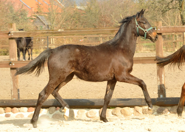 Jhrlingsstute von Freudenfest a.d. Laudatio v. Kostolany - Foto: Beate Langels - Trakehner Gestt Hmelschenburg