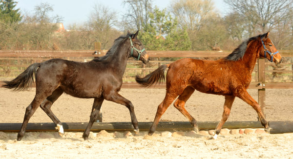 Jhrlingsstuten von Freudenfest x Kostolany und Freudenfest x Exclusiv - Foto: Beate Langels - Trakehner Gestt Hmelschenburg