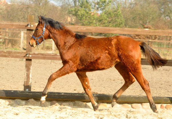 One year old Trakehner Filly by Freudenfest out of Klara by Exclusiv - Foto: Beate Langels - Trakehner Gestt Hmelschenburg