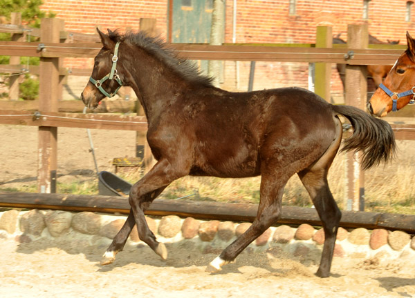 One year old Trakehner Filly by Freudenfest out of Laudatio by Kostolany - Wie Ibikus  - Foto: Beate Langels - Trakehner Gestt Hmelschenburg