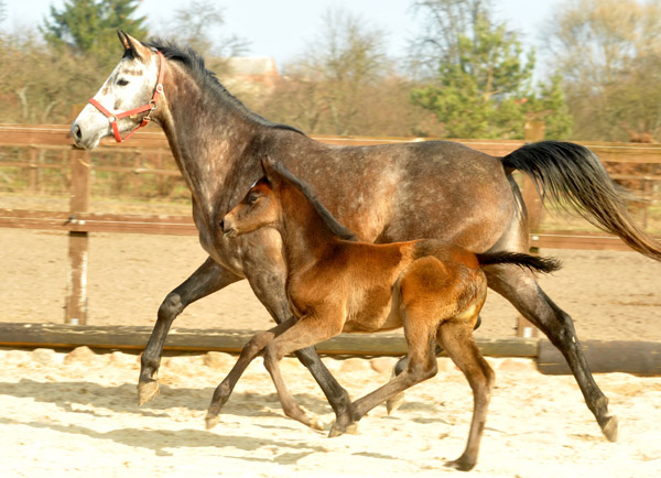 Trakehner Filly by Exclusiv out of Teatime by Summertime - Foto: Beate Langels - Trakehner Gestt Hmelschenburg