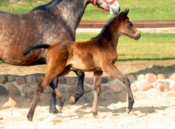 Trakehner Filly by Exclusiv out of Teatime by Summertime  - Foto: Beate Langels - Trakehner Gestt Hmelschenburg