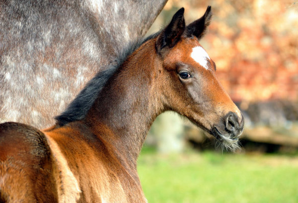 Stutfohlen von Exclusiv u.d. Teatime v. Summertime - Foto: Beate Langels - Trakehner Gestt Hmelschenburg