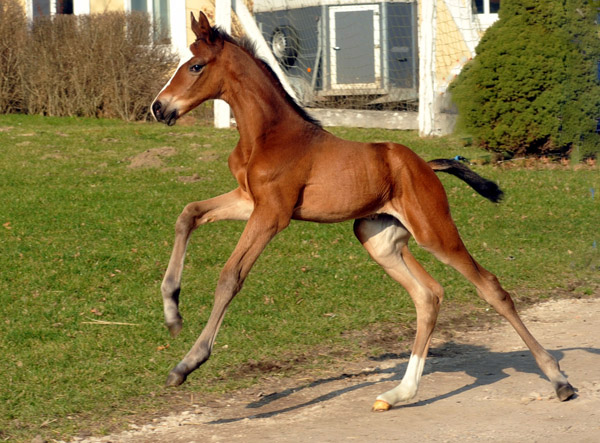 At the age of three days: Trakehner Colt by Freudenfest out of Karalina by Exclusiv - Foto: Beate Langels - Trakehner Gestt Hmelschenburg
