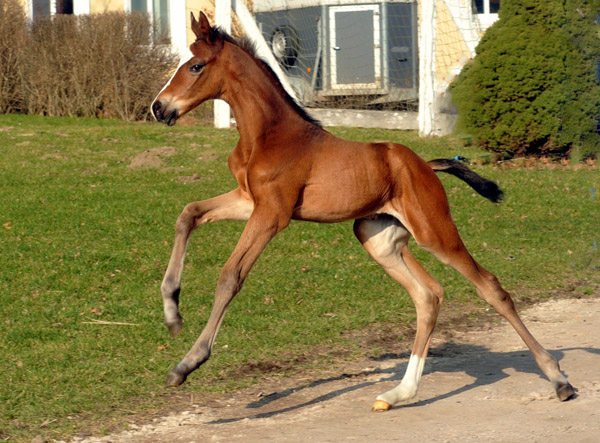 3 days old Trakehner Colt by Freudenfest out of Karalina by Exclusiv - Foto: Beate Langels - Trakehner Gestt Hmelschenburg