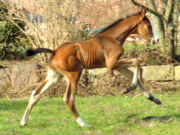 3 Tage altes Hengstfohlen von Freudenfest u.d. Karalina v. Exclusiv - Foto: Beate Langels - Trakehner Gestt Hmelschenburg