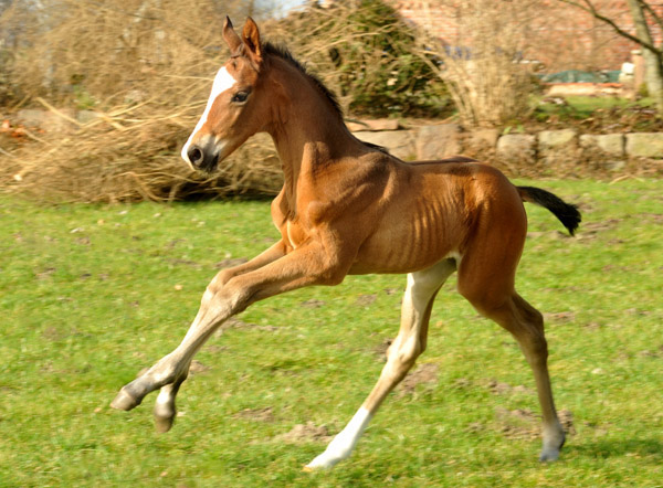 3 days old Trakehner Colt by Freudenfest out of Karalina by Exclusiv - Foto: Beate Langels - Trakehner Gestt Hmelschenburg