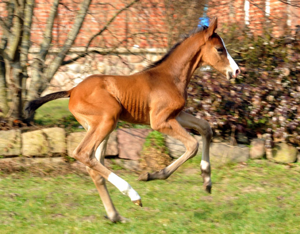 3 Tage altes Hengstfohlen von Freudenfest u.d. Karalina v. Exclusiv - Foto: Beate Langels - Trakehner Gestt Hmelschenburg