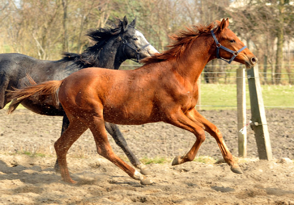 Jhrlingshengst TUDOR v. Iskander - Foto: Beate Langels - Trakehner Gestt Hmelschenburg