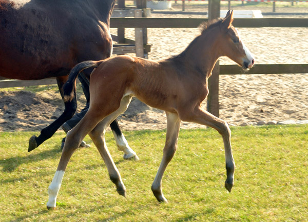 3 days old Trakehner Colt by Freudenfest out of Karalina by Exclusiv - Foto: Beate Langels - Trakehner Gestt Hmelschenburg