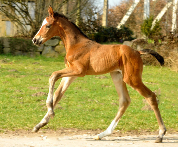 3 Tage altes Hengstfohlen von Freudenfest u.d. Karalina v. Exclusiv - Foto: Beate Langels - Trakehner Gestt Hmelschenburg