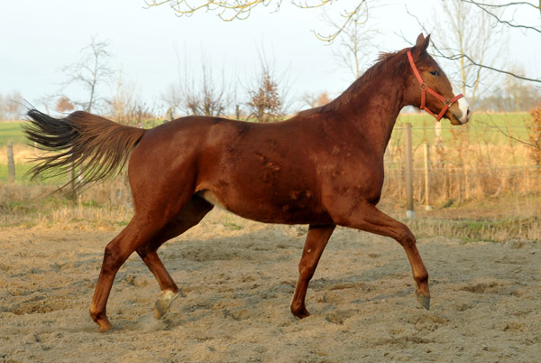 Thirilou by Shavalou out of Elitemare Thirza by Karon - Foto: Beate Langels - Trakehner Gestt Hmelschenburg