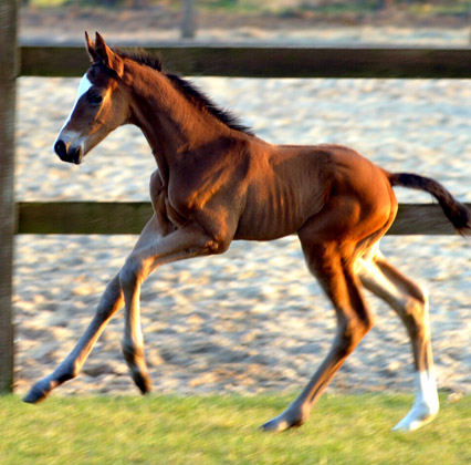 3 Tage altes Hengstfohlen von Freudenfest u.d. Karalina v. Exclusiv - Foto: Beate Langels - Trakehner Gestt Hmelschenburg