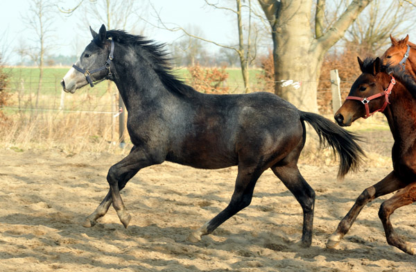 Jhrlingshengst von Saint Cyr u.d. Teatime v. Summertime - Foto: Beate Langels - Trakehner Gestt Hmelschenburg