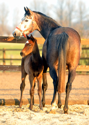 Teatime und ihr Stutfohlen von Exclusiv - Foto: Beate Langels - Trakehner Gestt Hmelschenburg