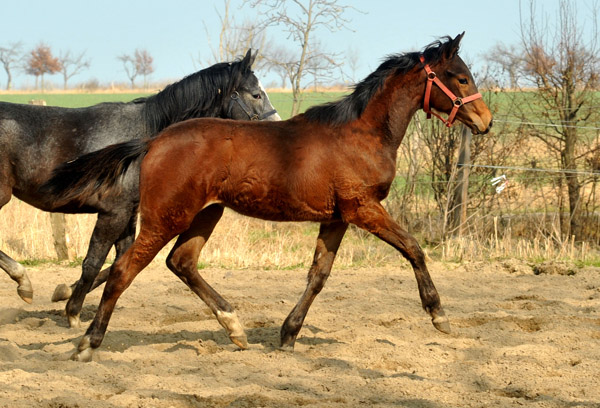 Jhrlingshengste - vorn Turbo Fritze v. Friedensfrst, dahinter Hengst von Saint Cyr u.d. Teatime - Foto: Beate Langels - Trakehner Gestt Hmelschenburg