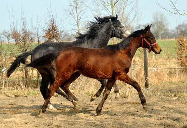 Jhrlingshengste - vorn Turbo Fritze v. Friedensfrst, dahinter Hengst von Saint Cyr u.d. Teatime - Foto: Beate Langels - Trakehner Gestt Hmelschenburg